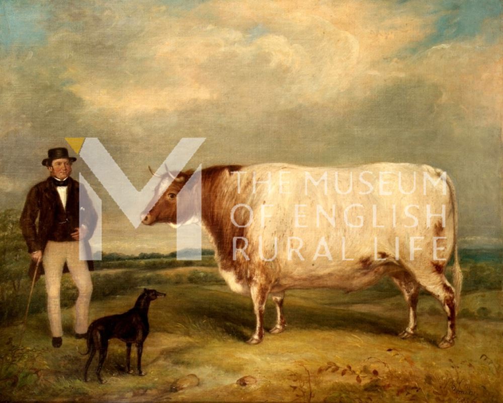 The Champion Shorthorn